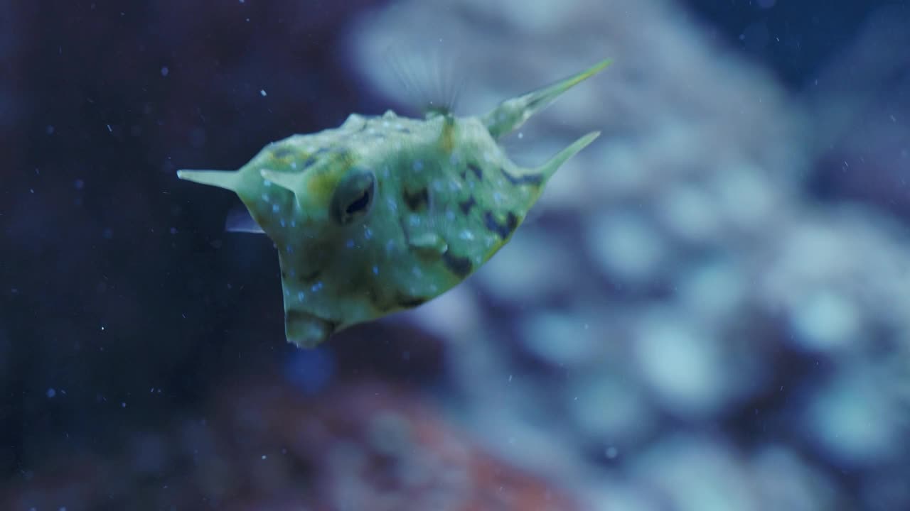 长角牛(Lactoria cornuta)在水下的特写镜头，背景是五颜六色的珊瑚视频下载