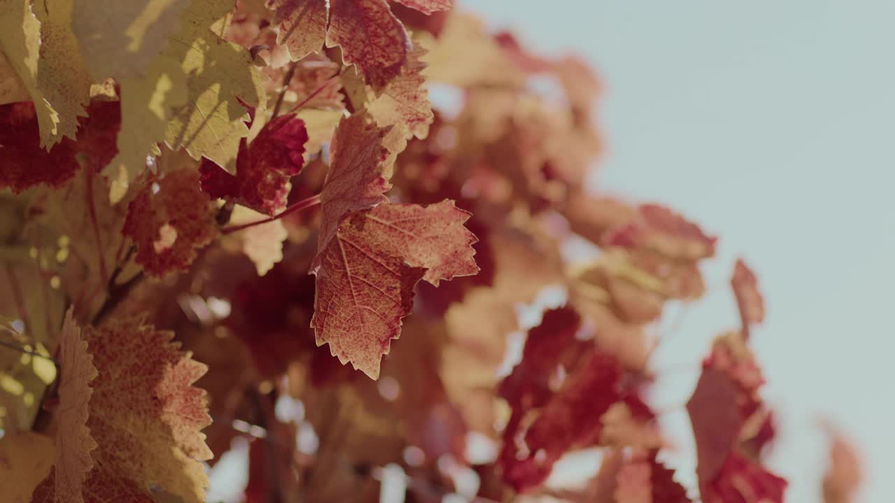 秋天，树枝上挂着黄色的葡萄叶子视频素材