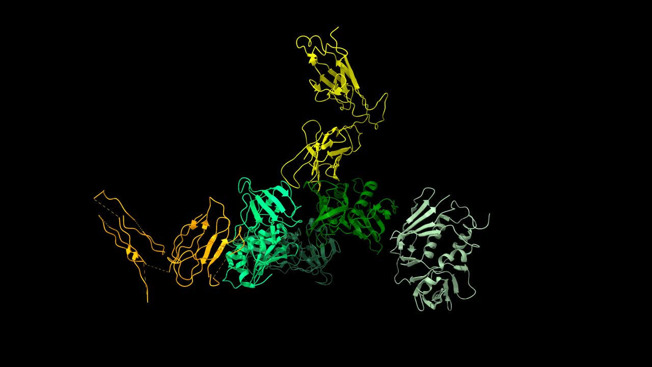 带有人类T细胞受体β链的链球菌热原外毒素C (SpeC)四聚体结构视频下载