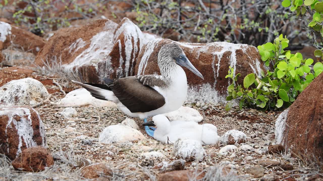 蓝脚鲣鸟，加拉帕戈斯群岛视频素材