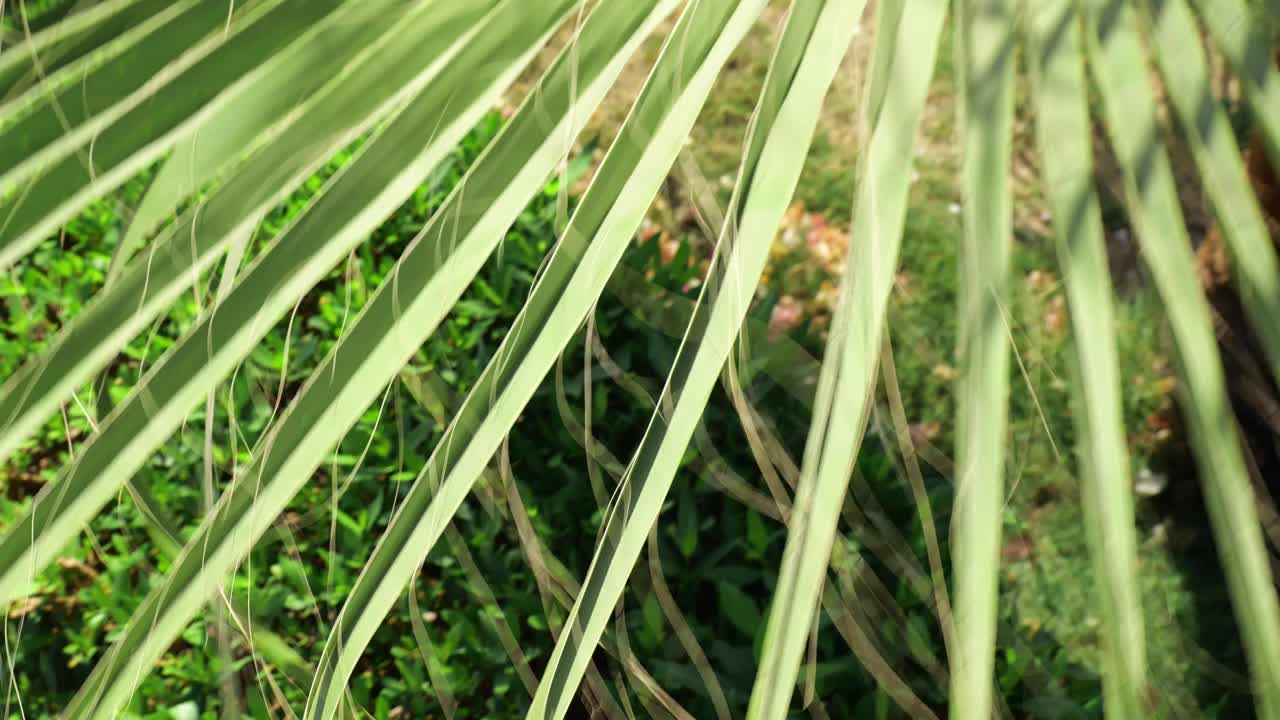 棕榈叶在风中摇曳的花园特写视频素材