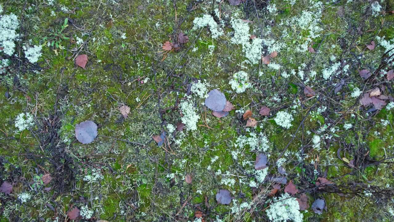 苔藓地面的俯视图背景，绿色森林地面。自然、有机的背景。空间的文本。柔和的中性颜色。地球音调。抽象的自然背景。4 k视频素材