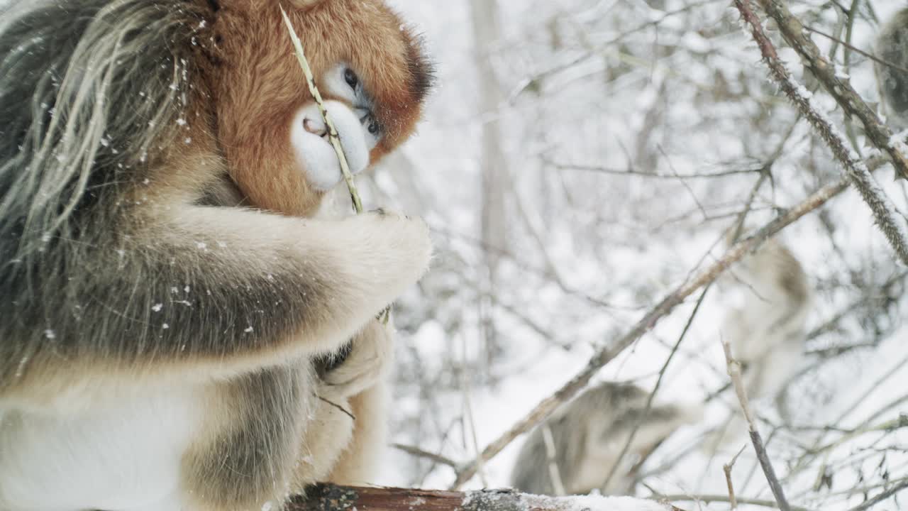 中国，冬日风景中的金丝猴视频下载