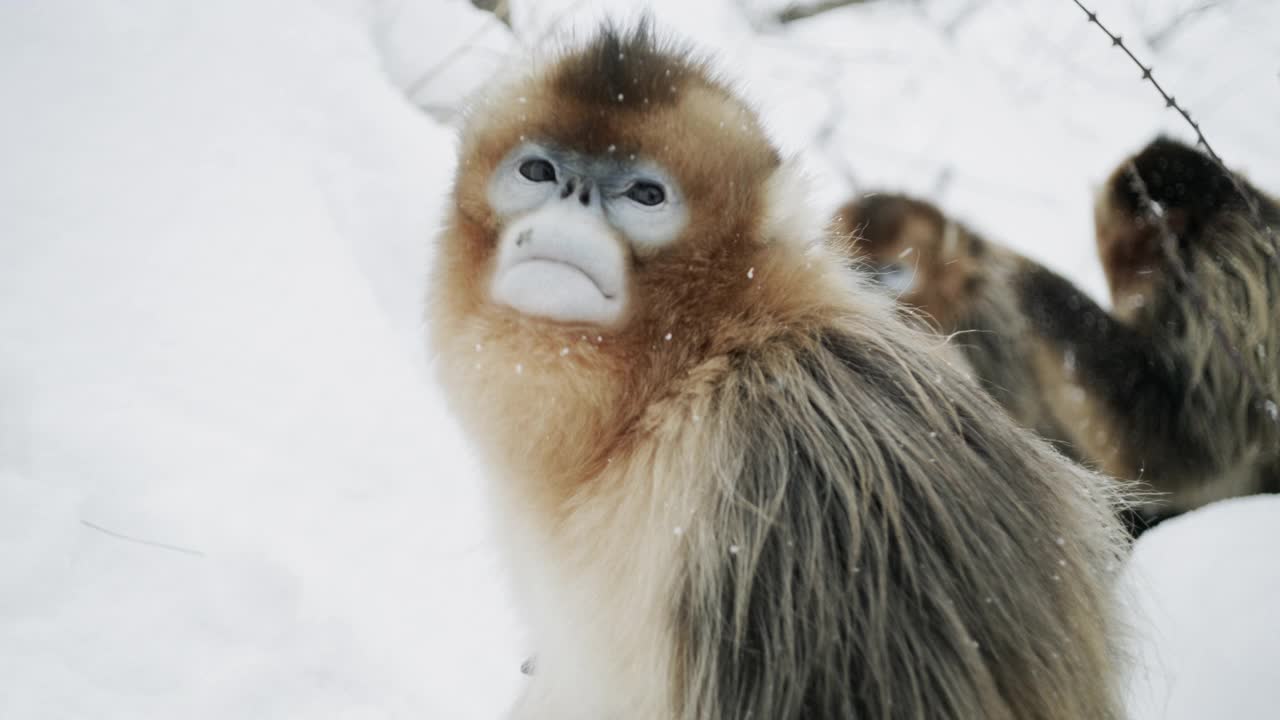 中国冬天的金丝猴视频下载