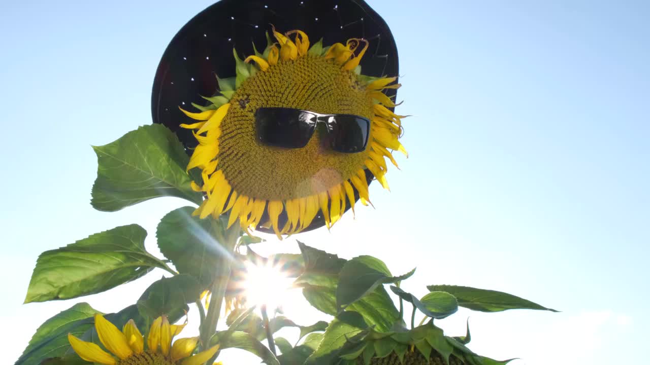 戴着眼镜的向日葵在明亮的蓝色天空背景上。视频下载