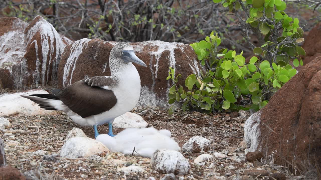 蓝脚鲣鸟，加拉帕戈斯群岛视频素材