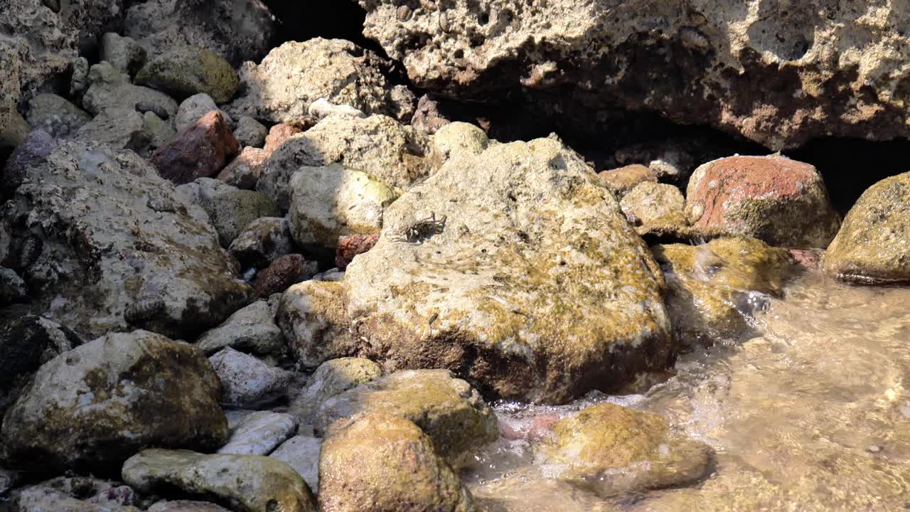 沙滩上的螃蟹藏在岩石里视频素材