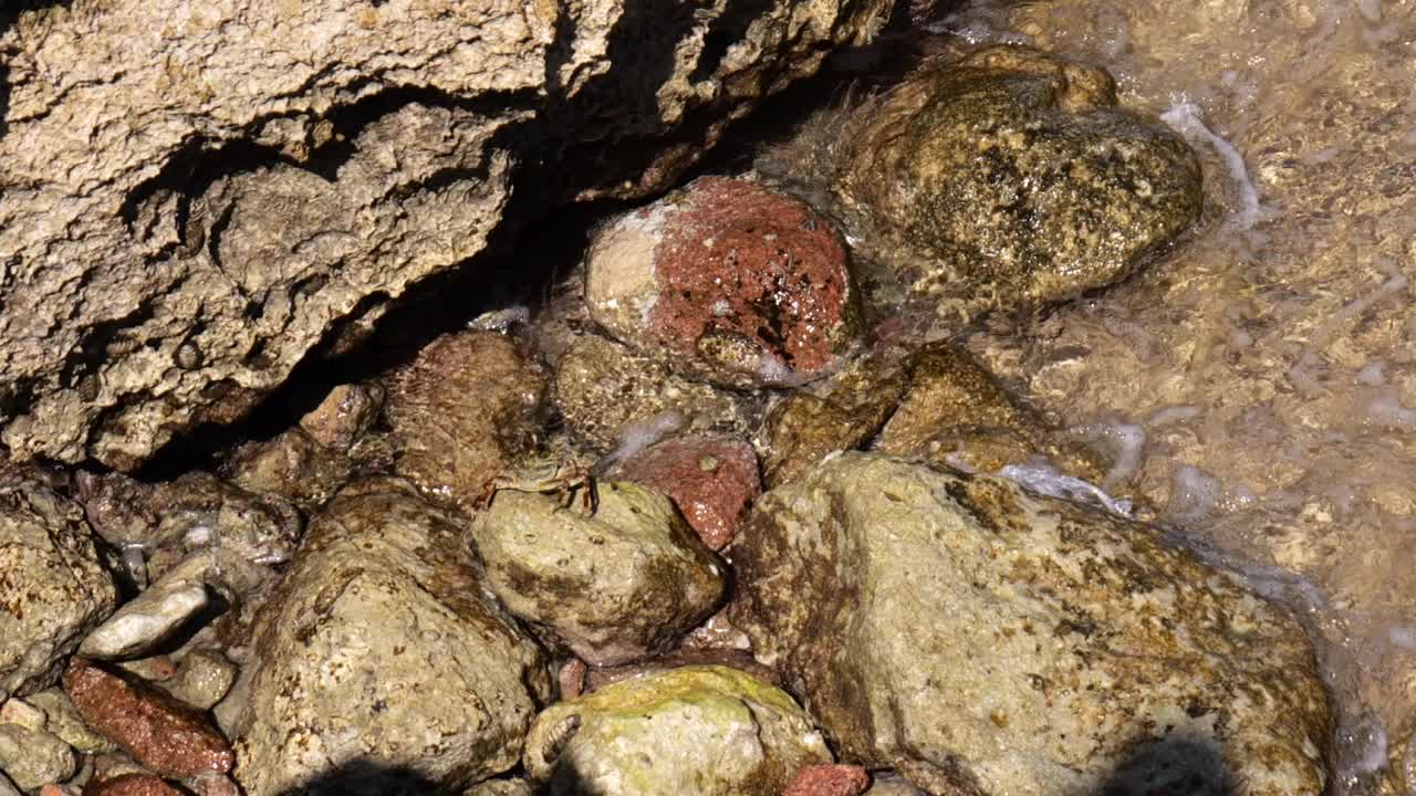 沙滩上的螃蟹藏在岩石里视频素材