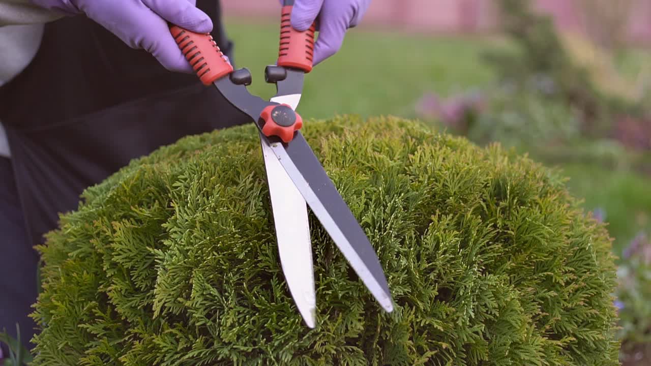 男性园丁在夏天用大剪刀修剪灌木。近距离的人穿着制服和手套使用特殊工具照顾后院植物。园艺的概念。视频素材