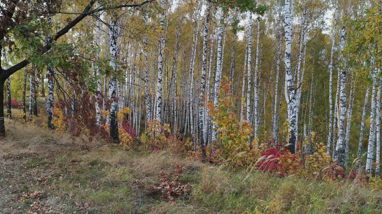 在秋天的一天，在白桦林的树木之间飞翔。视频下载