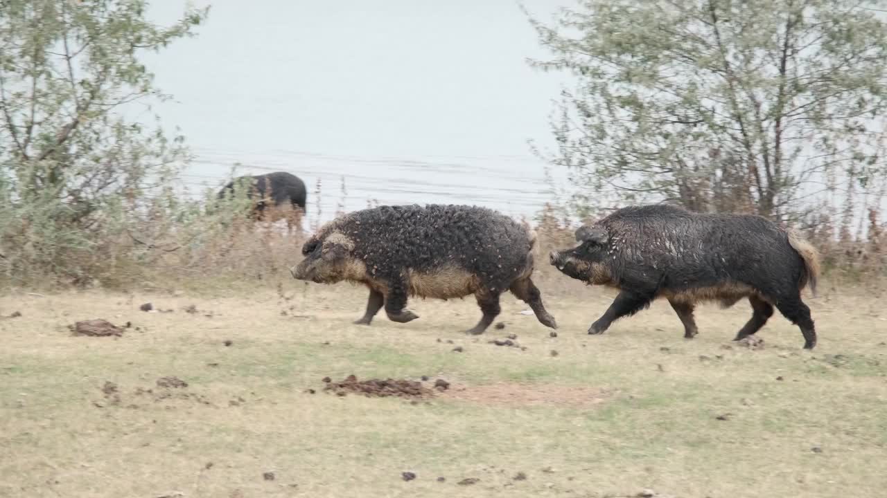 在多瑙河三角洲附近的秋季草地上，野猪(Sus scrofa)正带领着一群野猪(野猪-猪杂交)视频素材