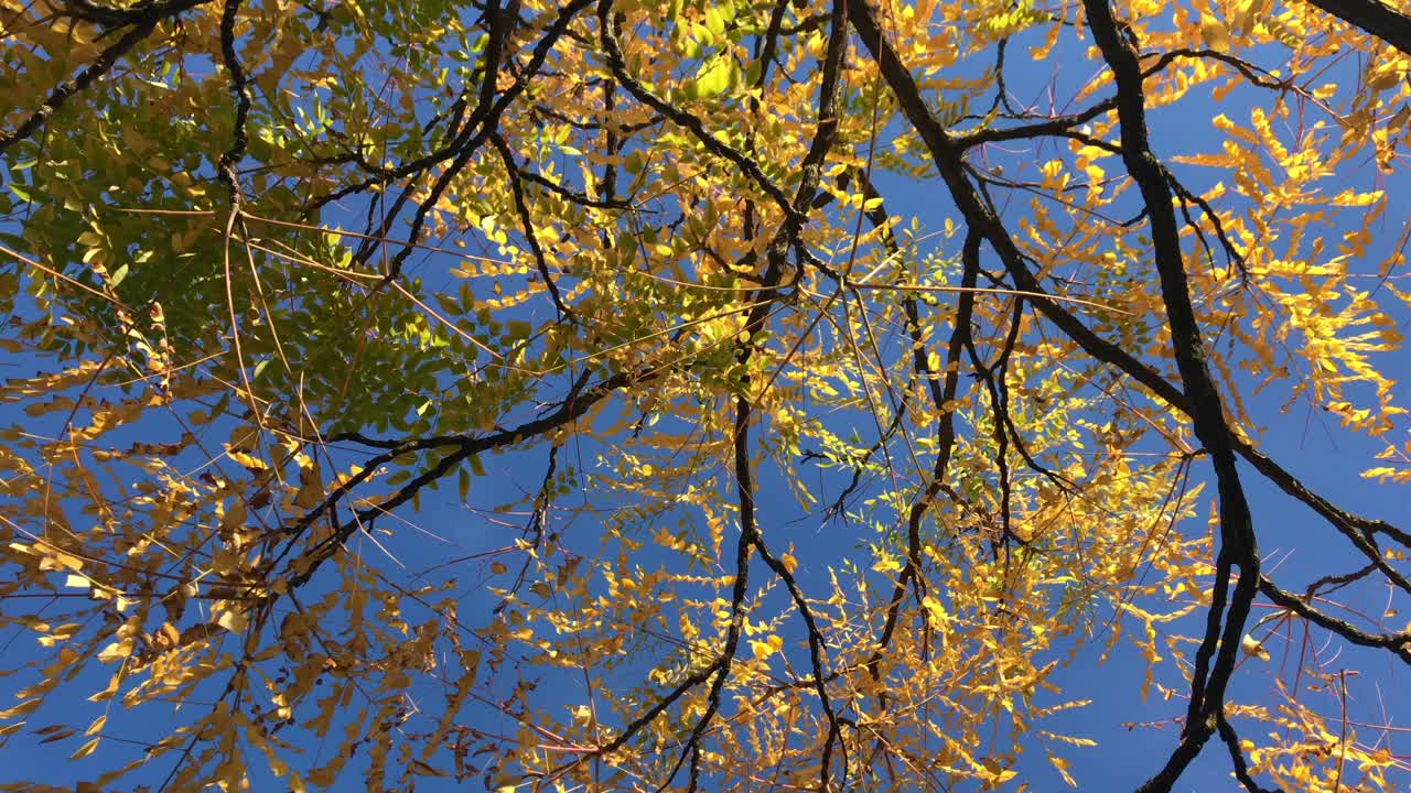 仰望秋天的树木和晴朗的天空。视频素材