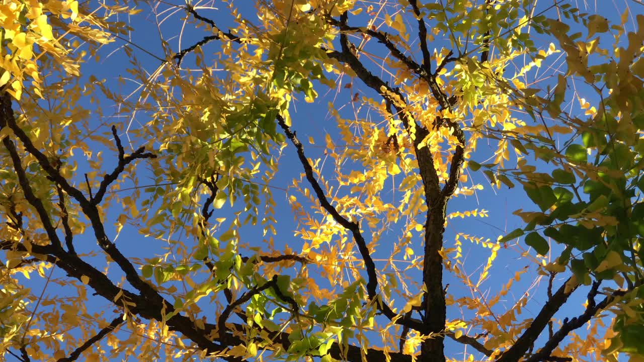 仰望秋天的树木和晴朗的天空。视频素材
