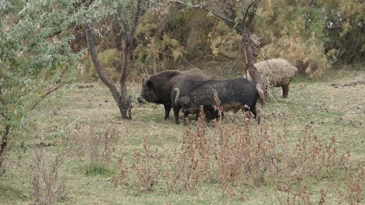 在秋天的草地上，野猪(Sus scrofa)正带领着一群野猪(野猪-猪杂交)视频素材
