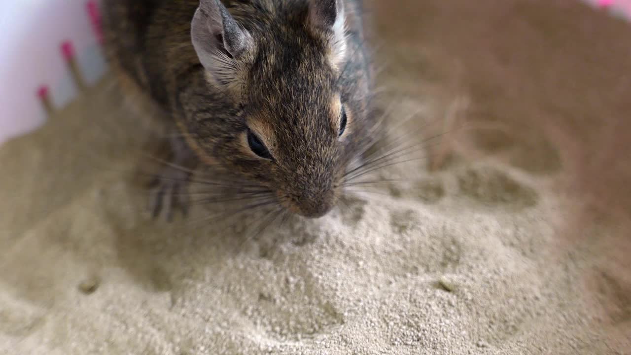普通的八齿松鼠在沙滩上吃坚果视频素材