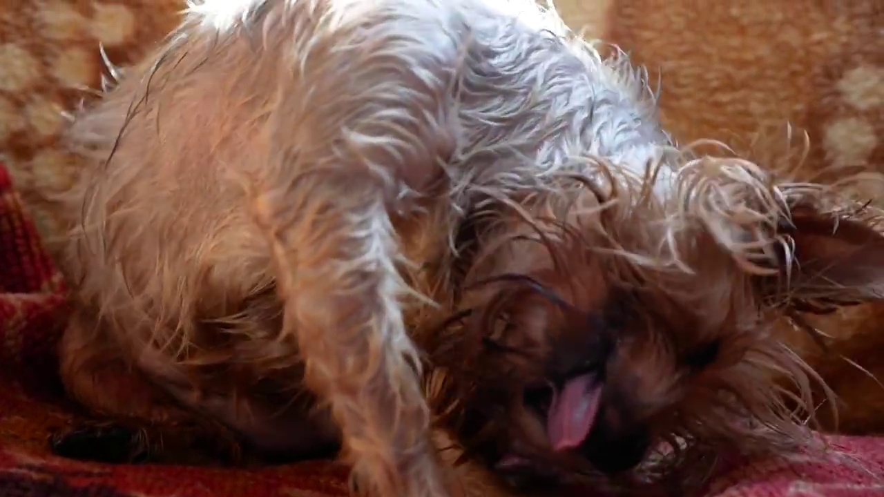 一只湿漉漉的约克夏梗犬洗完澡后，用爪子搔了搔耳朵。纯种国内长毛狗淋浴后。家居保洁服务，选择性重点视频素材
