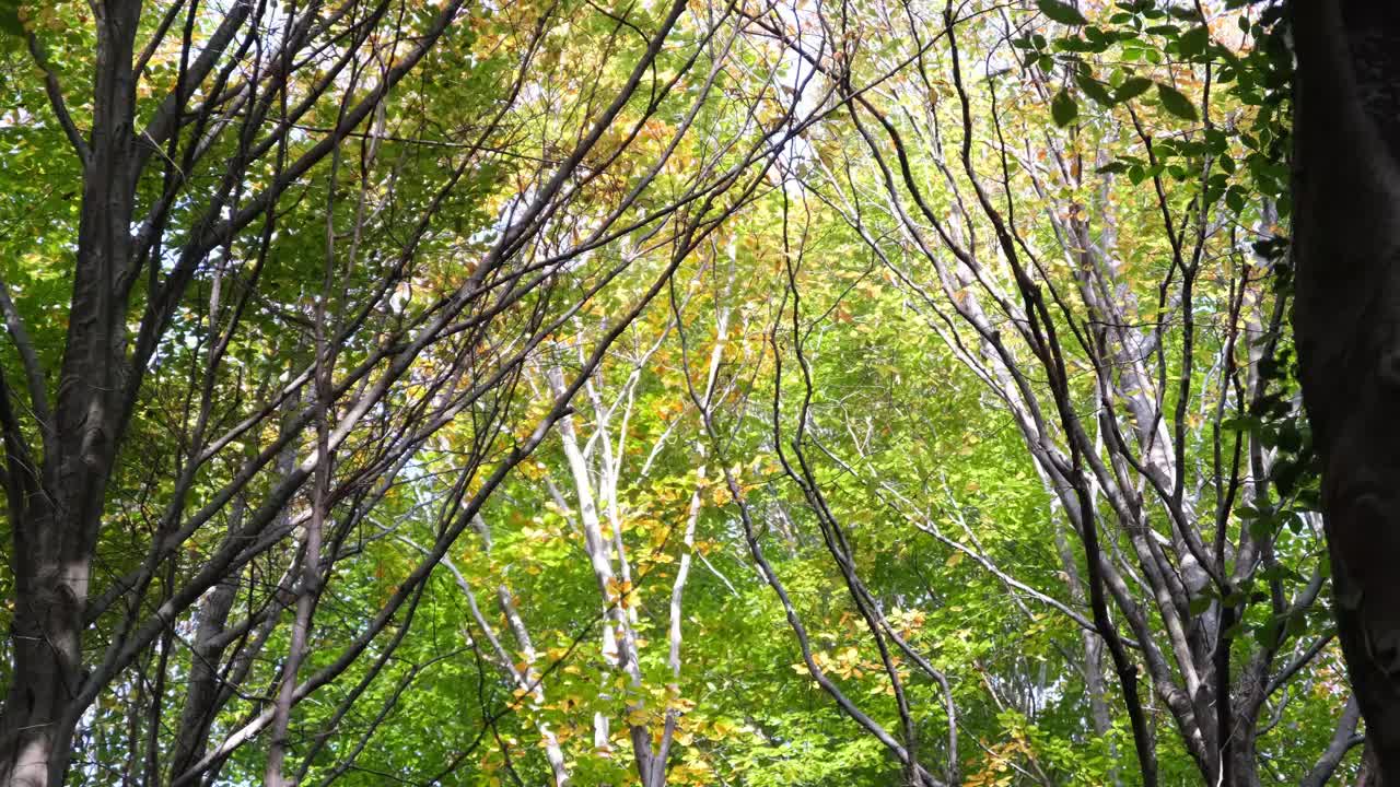 秋天的森林，有风的森林，树叶，秋天看到的天空视频素材