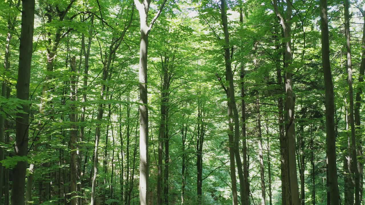 鸟瞰图绿色的落叶树在野生森林被阳光的光芒照亮。视频素材