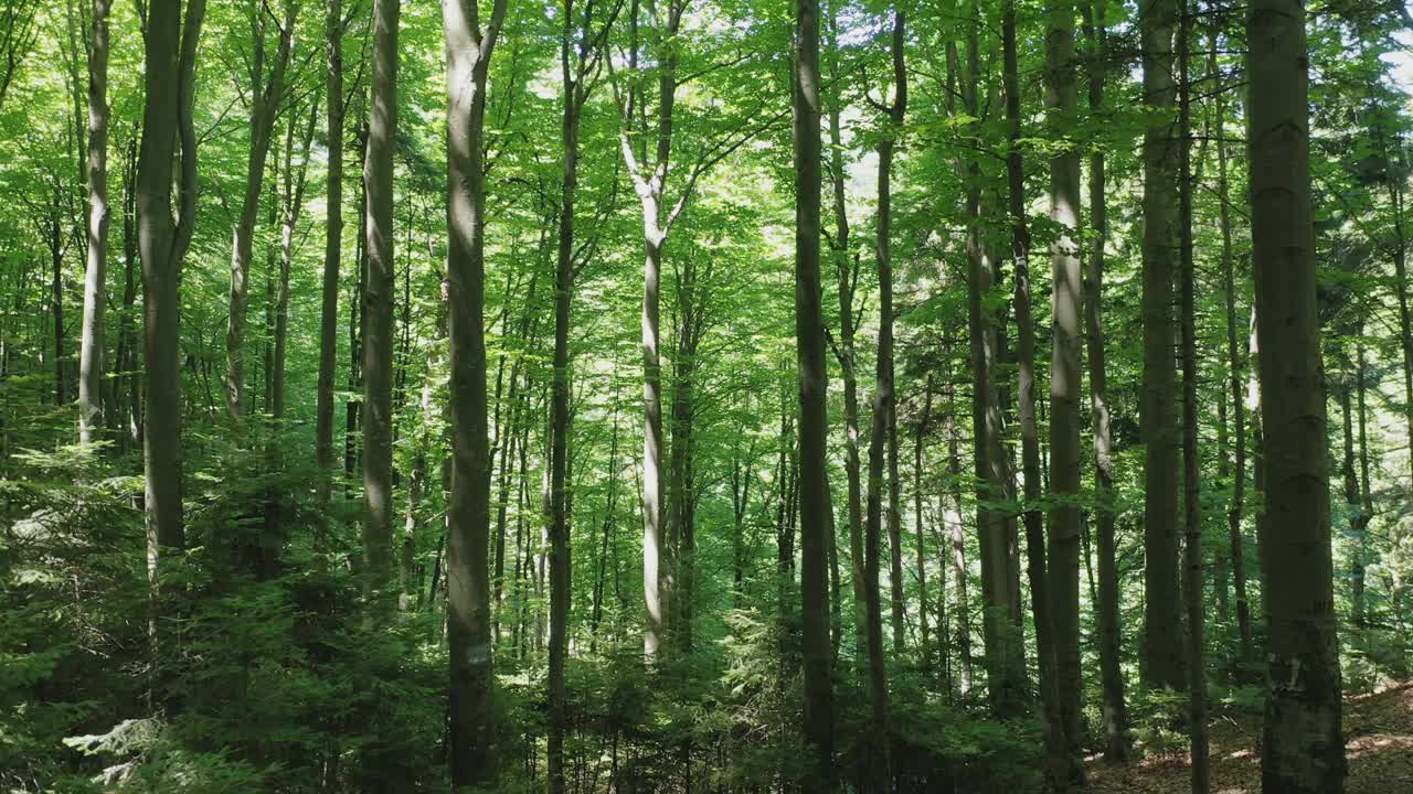 在一个夏天的日子里，野生森林里绿色的落叶树被太阳的光芒照亮。视频素材