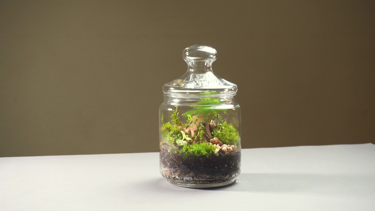 玻璃花瓶花卉陈列室，里面有不同种类的植物。视频下载