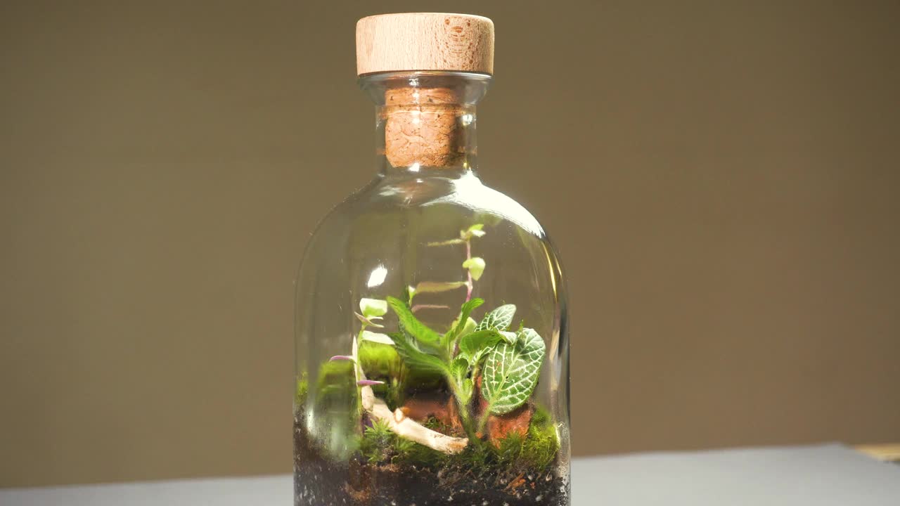 玻璃瓶花卉花瓶，里面有不同种类的植物。视频下载