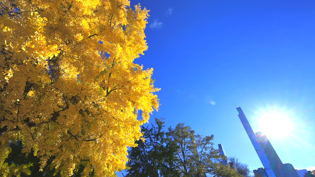 秋叶颜色的银杏树矗立在纽约中央公园2021年视频下载