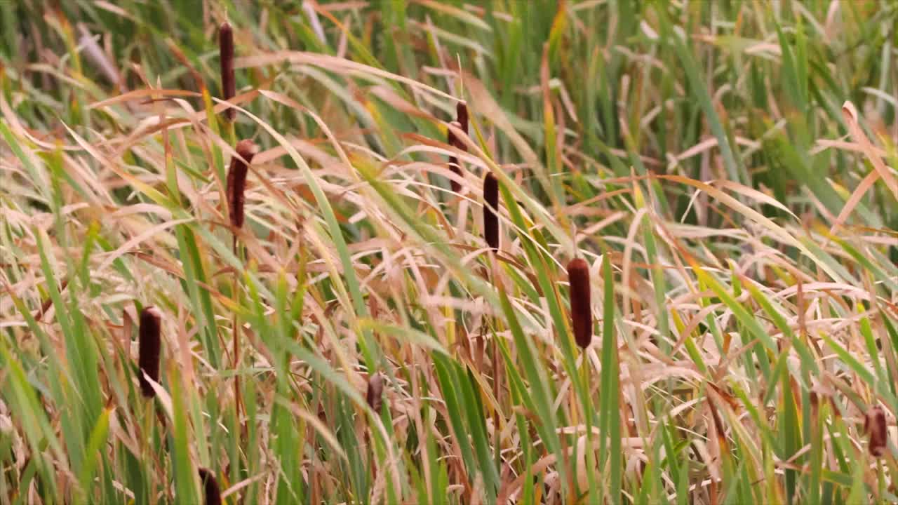湿地上的香蒲在强风中摇曳视频素材