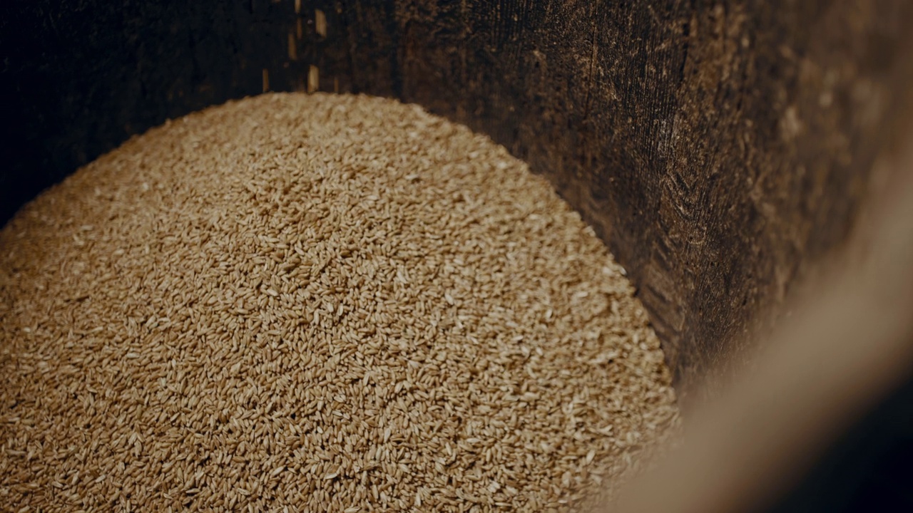 新鲜的麦粒被倒进桶里视频下载