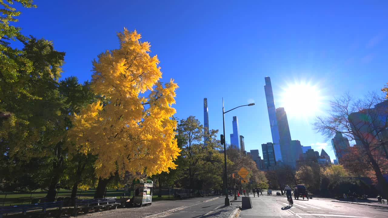 秋叶颜色的银杏树矗立在纽约中央公园2021年视频下载