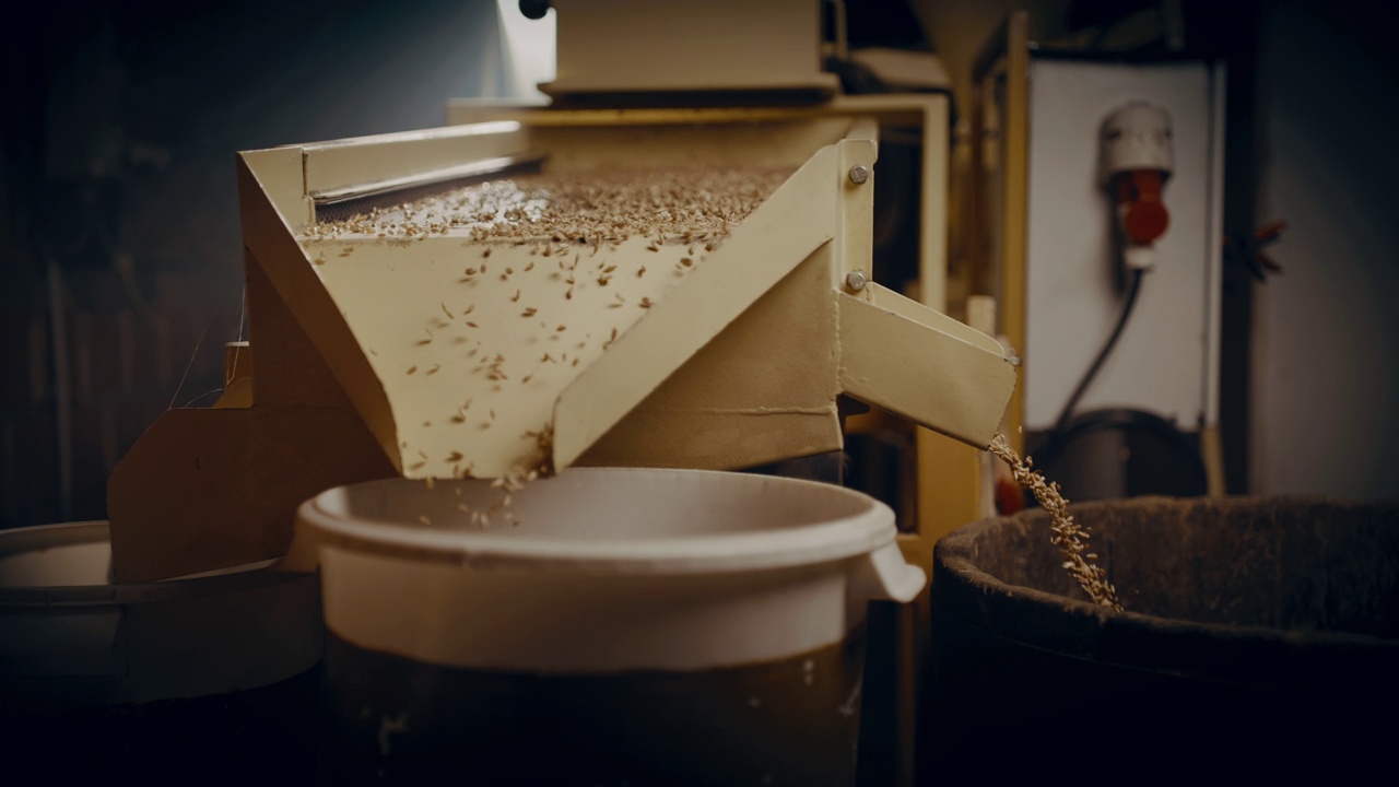 新鲜的麦粒正在清洗和筛入桶和桶视频下载