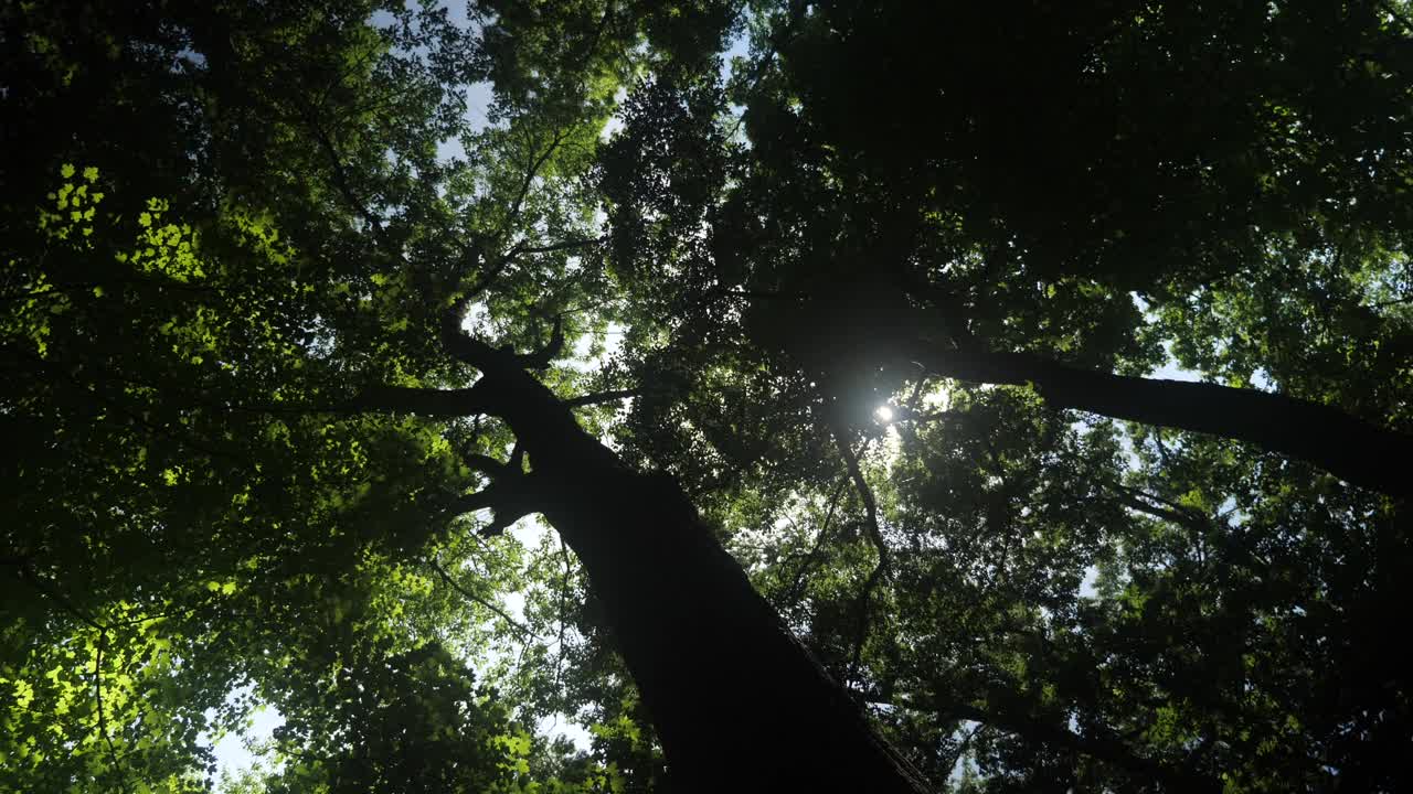 仰望穿过树林的阳光视频素材