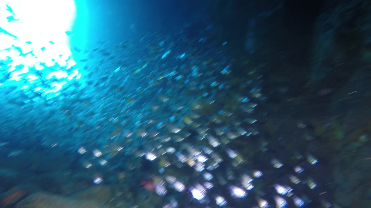 灰色的护士鲨鱼游过摄像机，离开了澳大利亚的鱼岩洞。视频素材