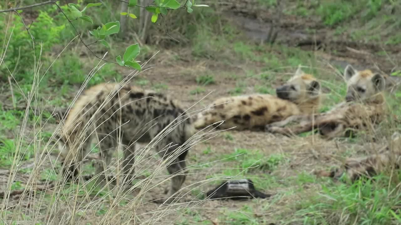 四只鬣狗幼崽，三只躺在草地上视频素材