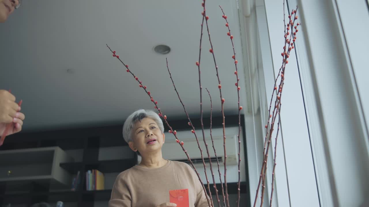 低角度看中国新年老夫妇装饰房子客厅用柳树和红包昂包装饰准备家庭团聚视频素材
