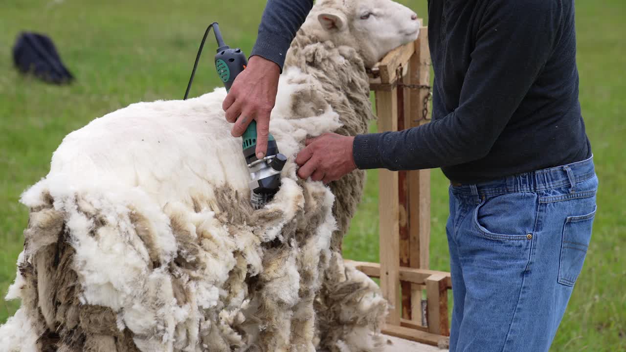 专业剪羊毛机剪羊毛。生产羊毛用电动机剪成年羊。视频下载