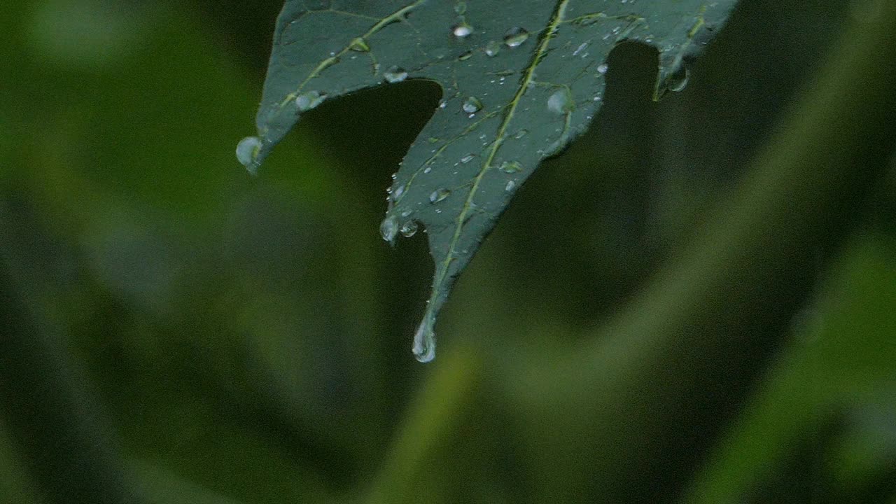 滴水在木瓜叶上。视频下载