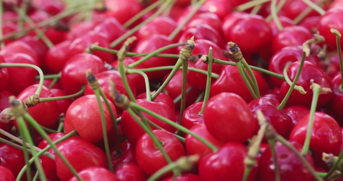 新鲜多汁的红樱桃。成熟的新鲜采摘樱桃。健康的素食。视频素材