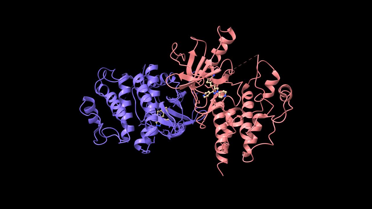 c-raf (raf-1)的晶体结构，有丝分裂原活化的蛋白激酶二聚体。视频下载