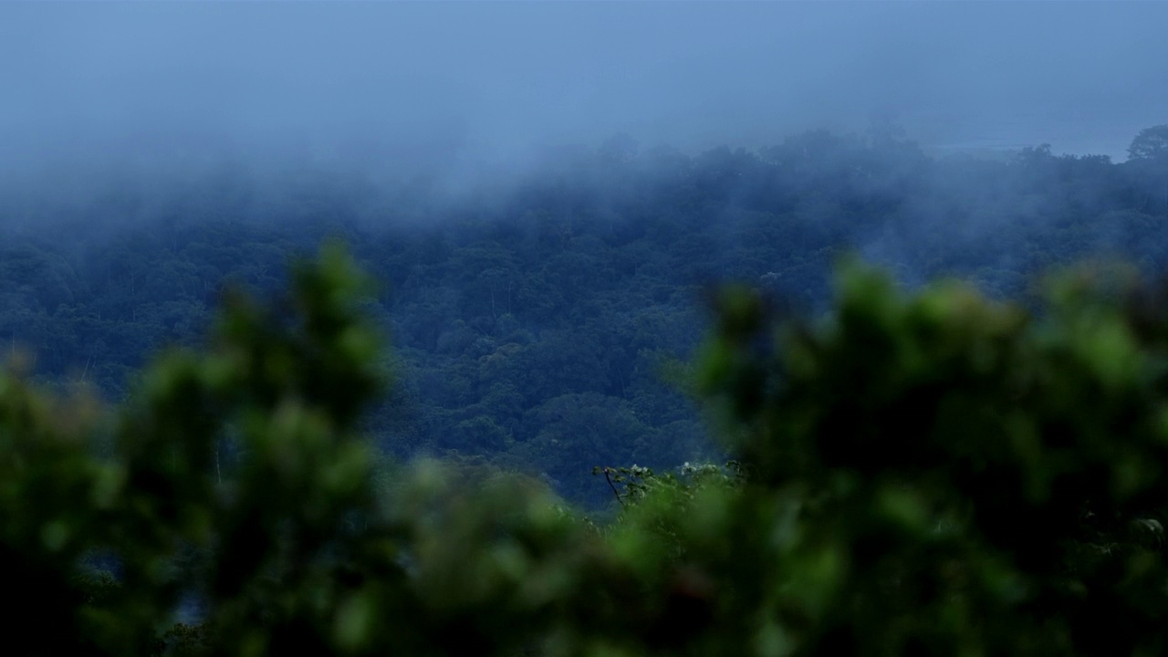 哥斯达黎加雨林冠层视频下载