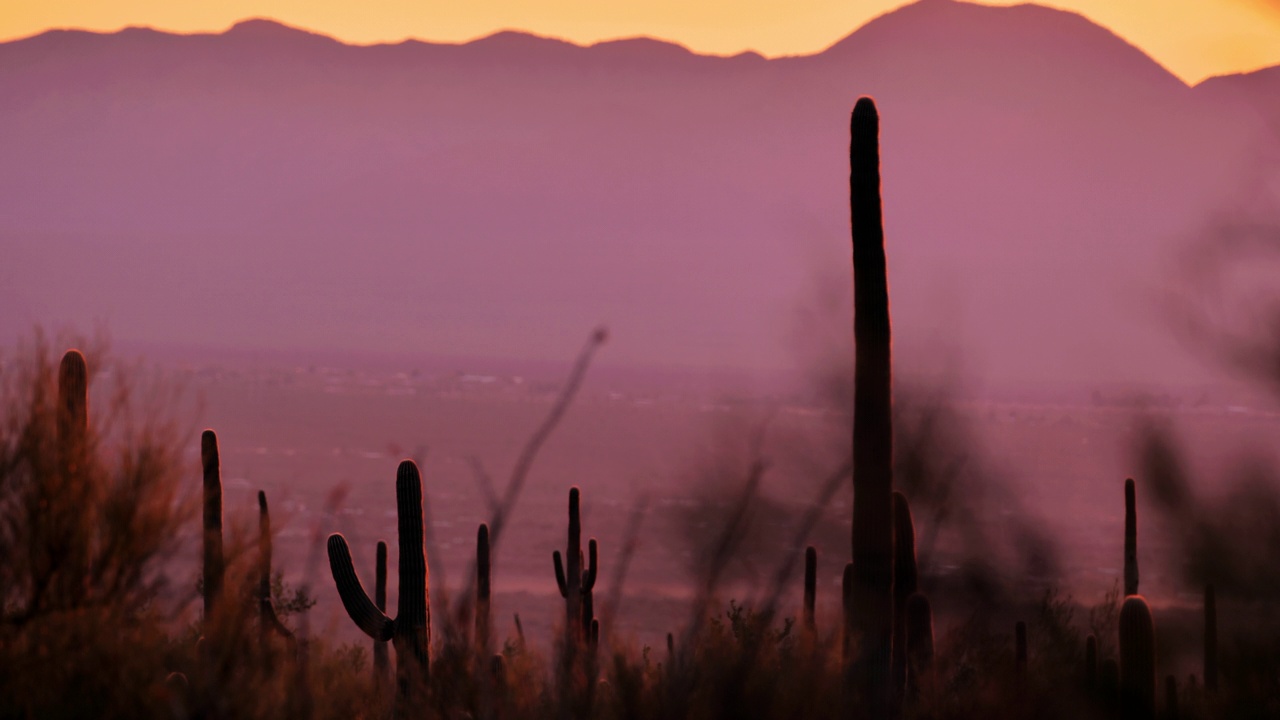 亚利桑那州图森市的仙人掌沙漠视频下载