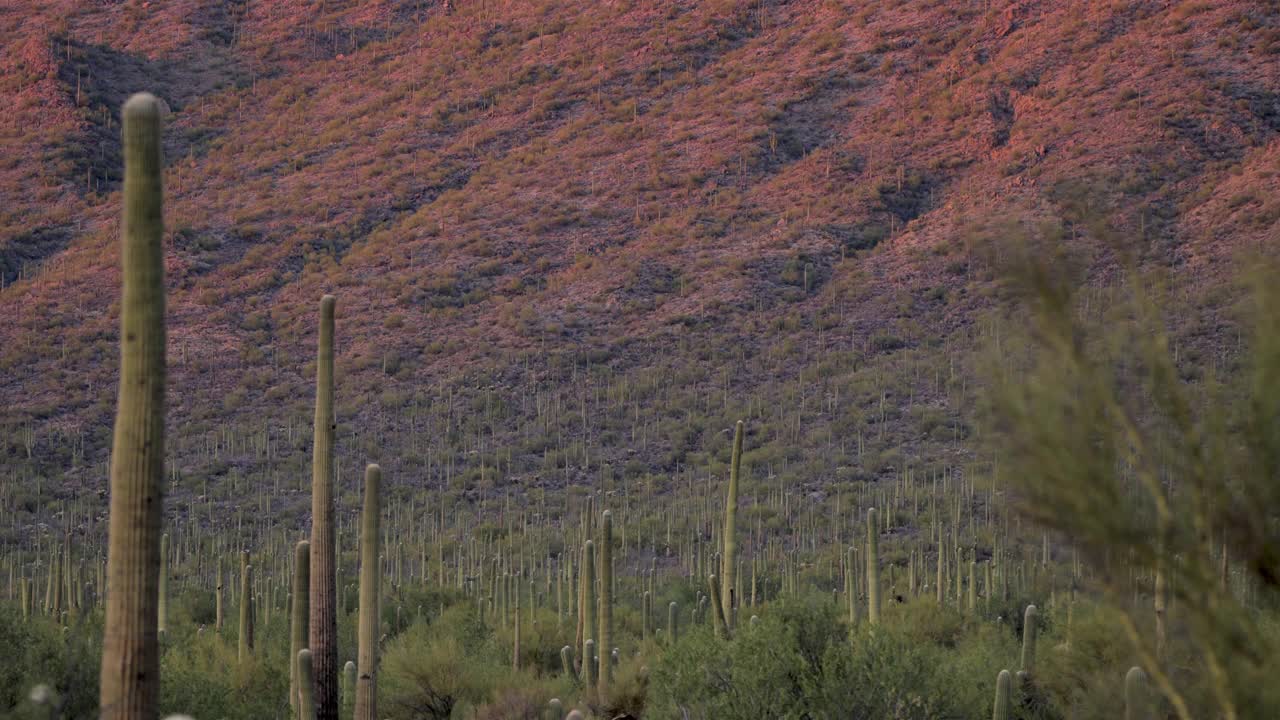 萨瓜罗仙人掌沙漠，图森，亚利桑那州视频素材