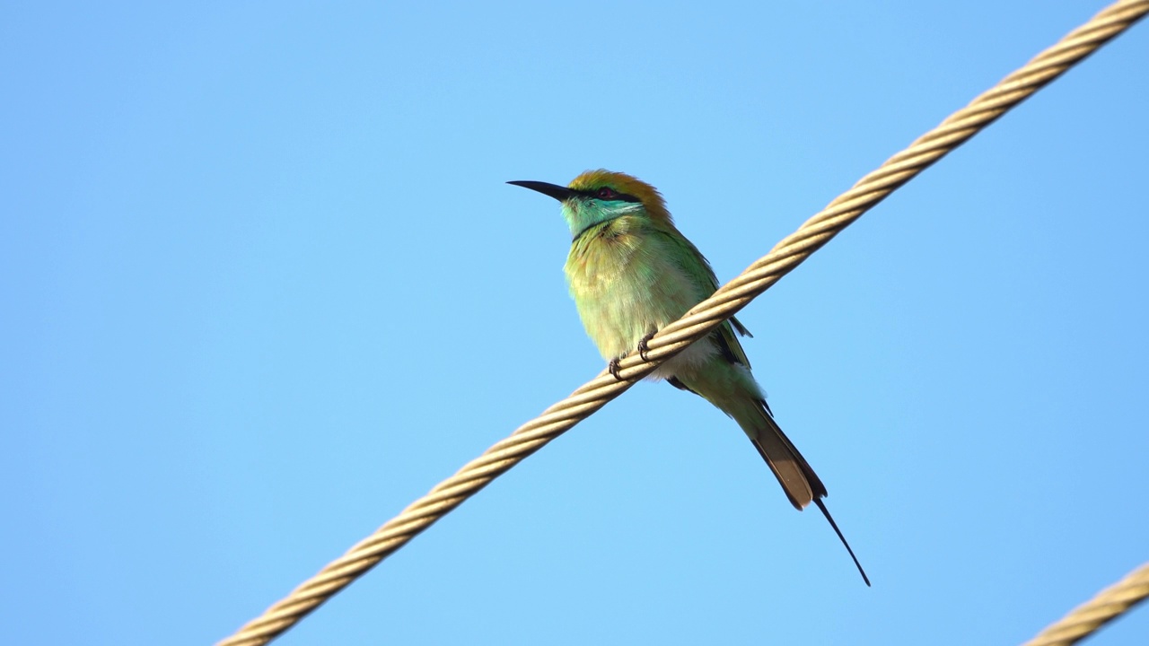 绿色食蜂鸟，产自斯里兰卡视频下载