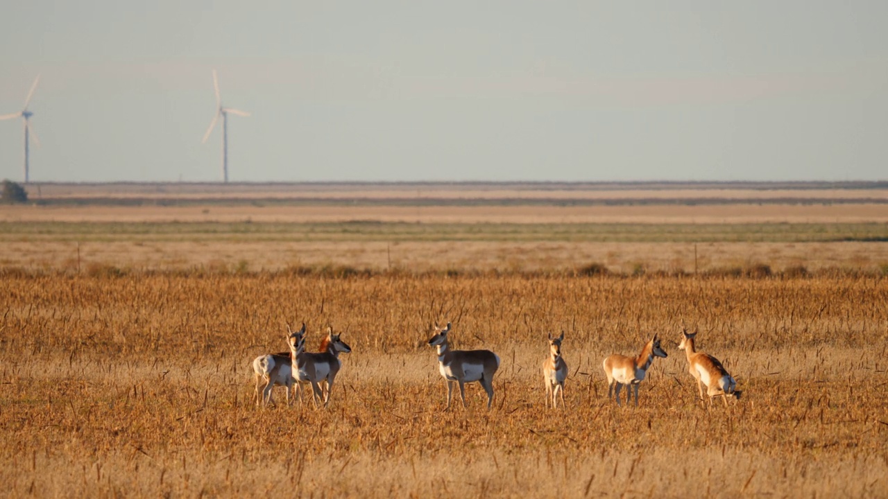 羚羊羚，新墨西哥州视频下载