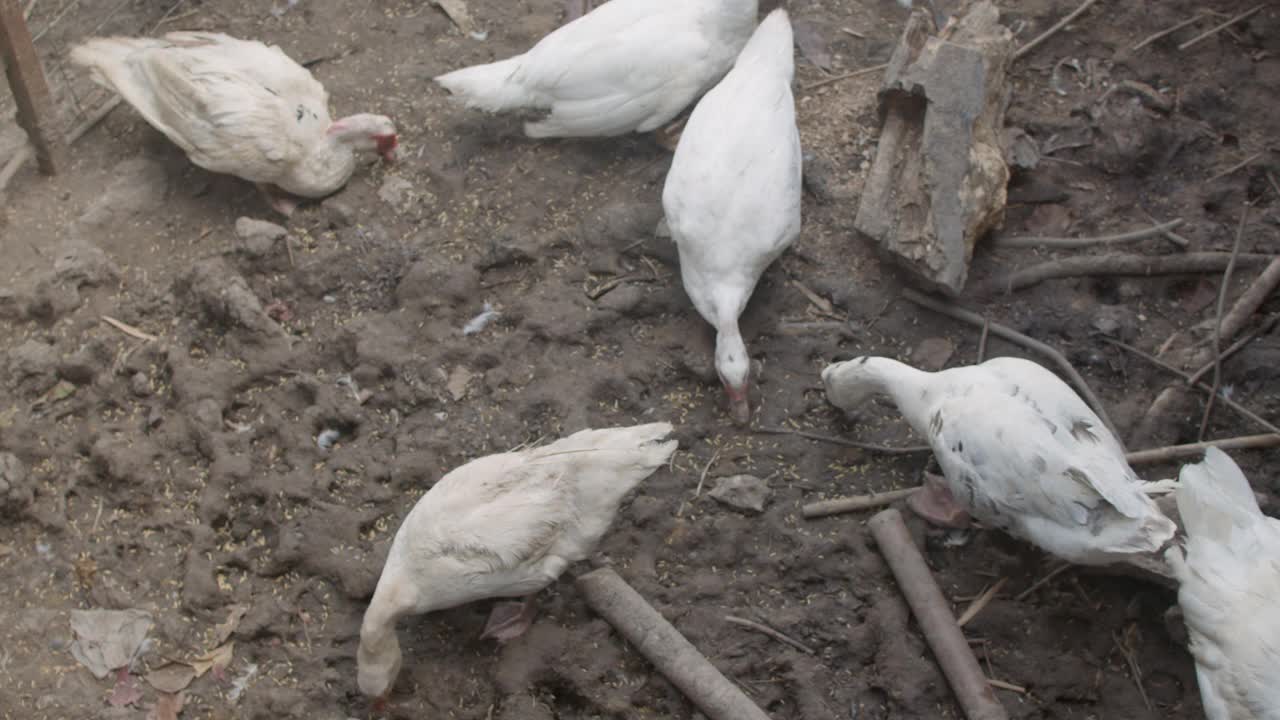 鸭类动物以大米和稻田为食视频素材