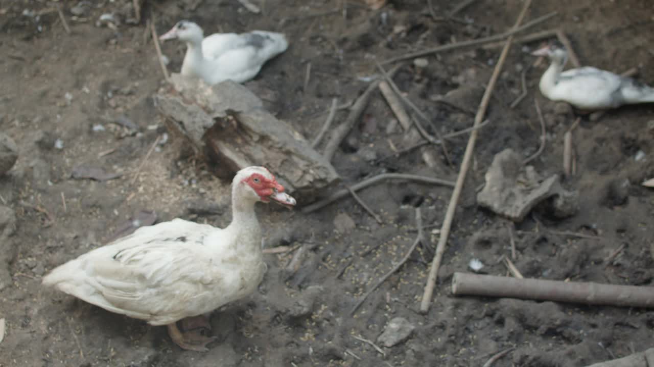 鸭类动物以大米和稻田为食视频素材