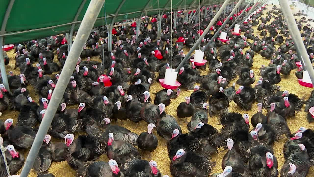 农场里火鸡的景色视频下载