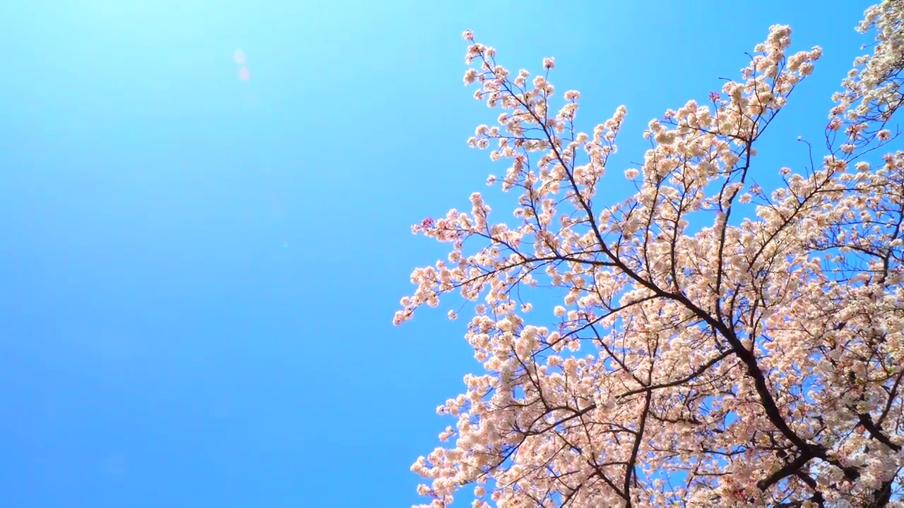 樱花映衬着湛蓝的天空视频下载