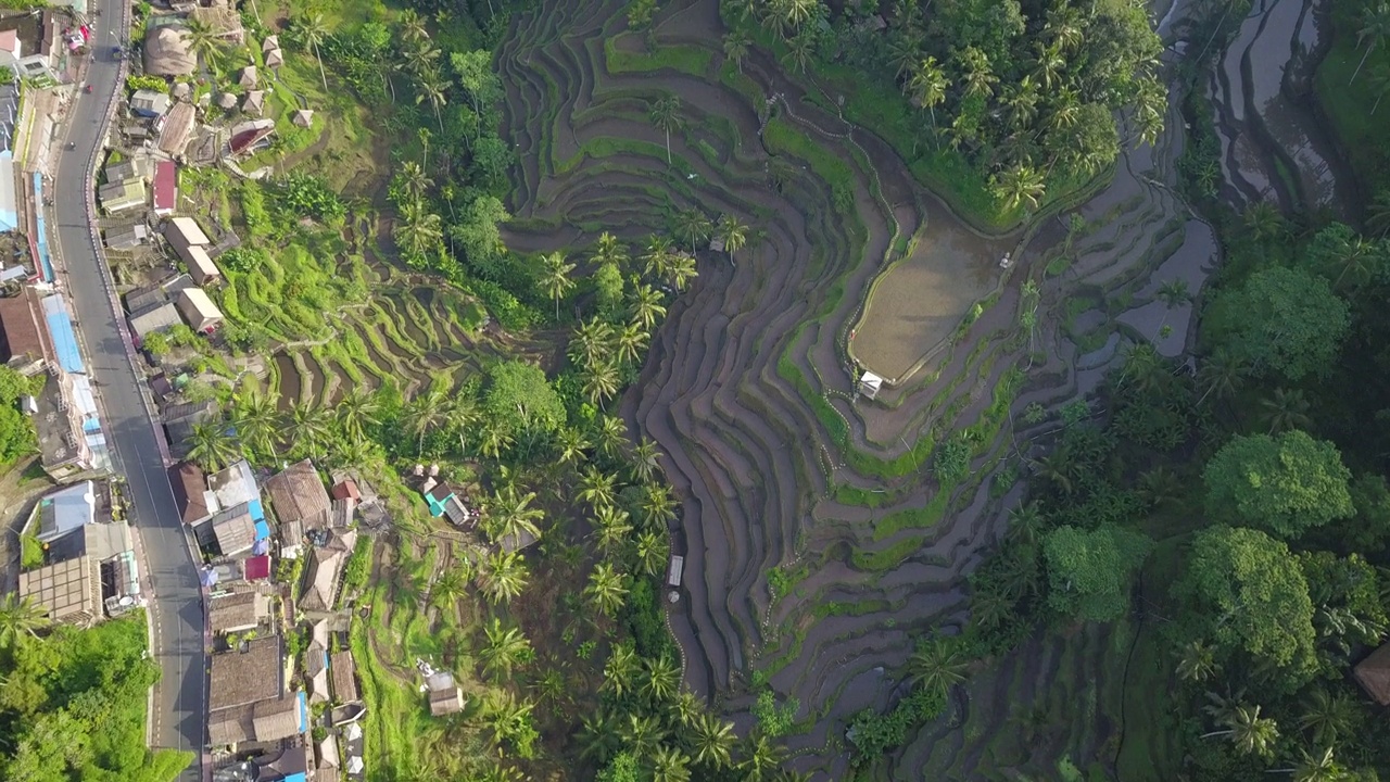 印尼巴厘岛乌布的Tegallalang梯田、耕地和村庄的景色视频下载
