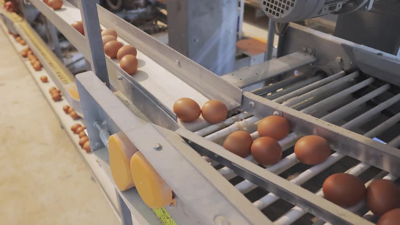 鸡蛋在传送带上经过，几个鸡蛋正被送到分选机视频素材