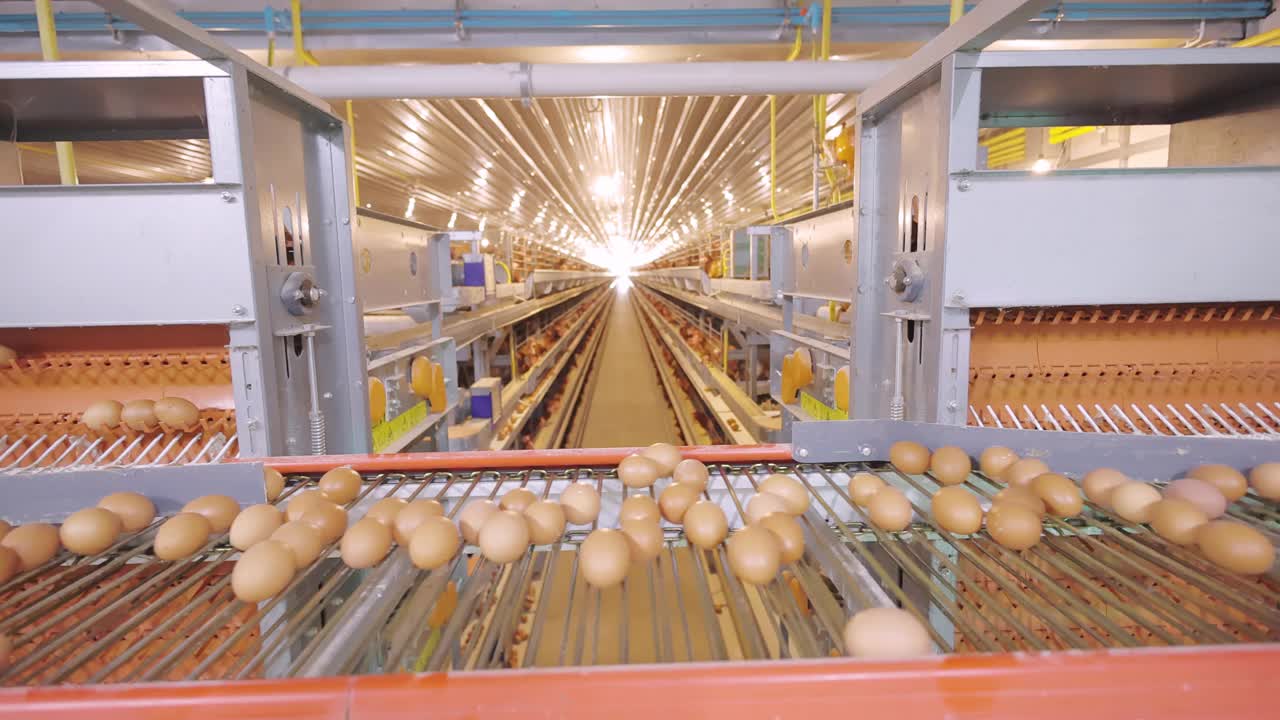 鸡蛋在传送带上经过，几个鸡蛋正被送到分选机视频素材